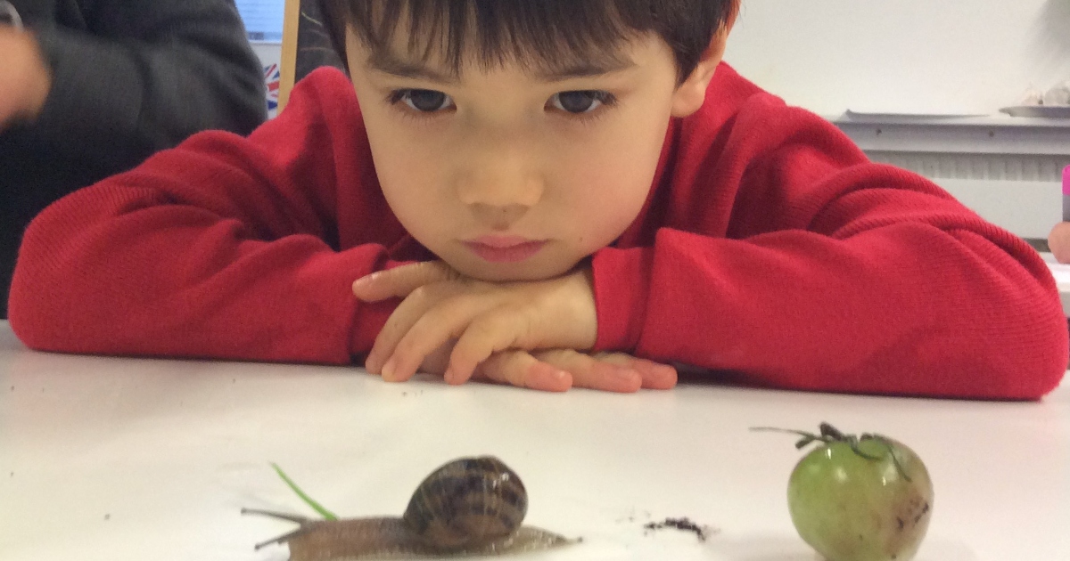 Photo d'élève observant un escargot